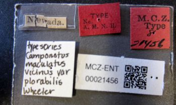 Media type: image;   Entomology 21456 Aspect: labels